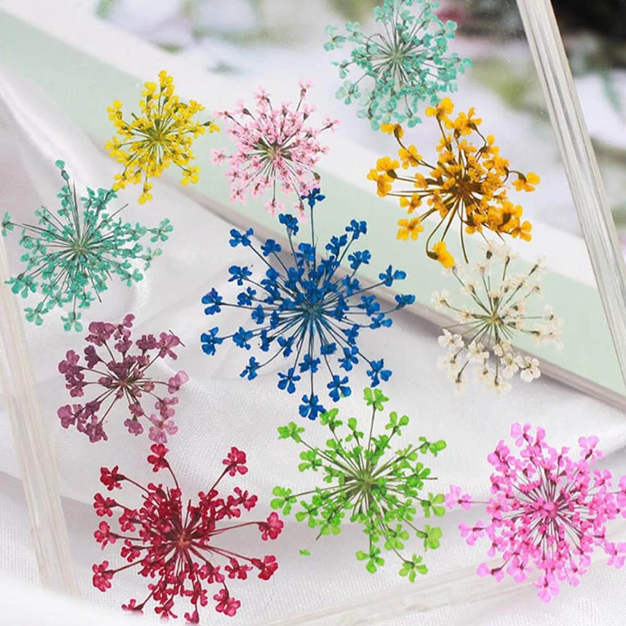 60pcs Pressed Dried 20-25mm Am - огляд і ціна Body Jewelry Display Case