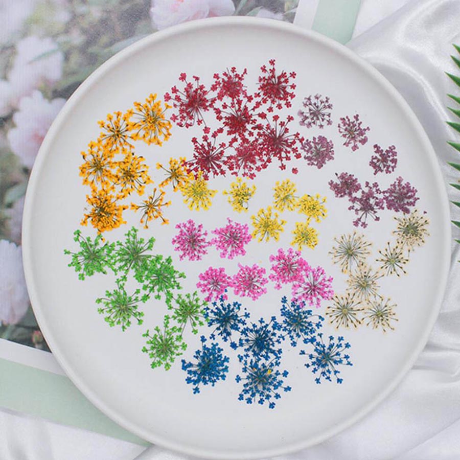 60pcs Pressed Dried 15-20mm Am - огляд і ціна Body Jewelry Display Case