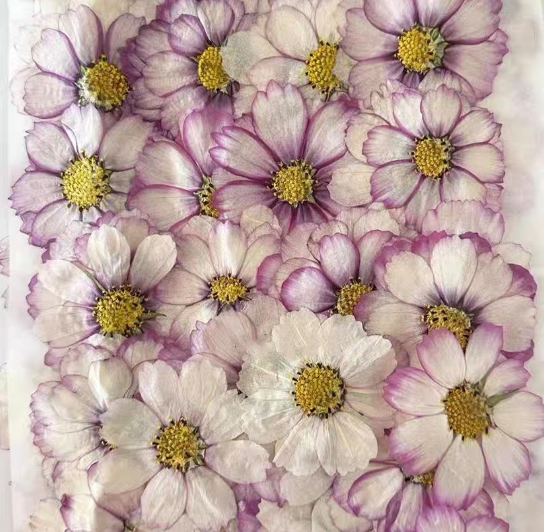60pcs Pressed Dried Cosmos Flo - огляд і ціна Body Jewelry Display Case