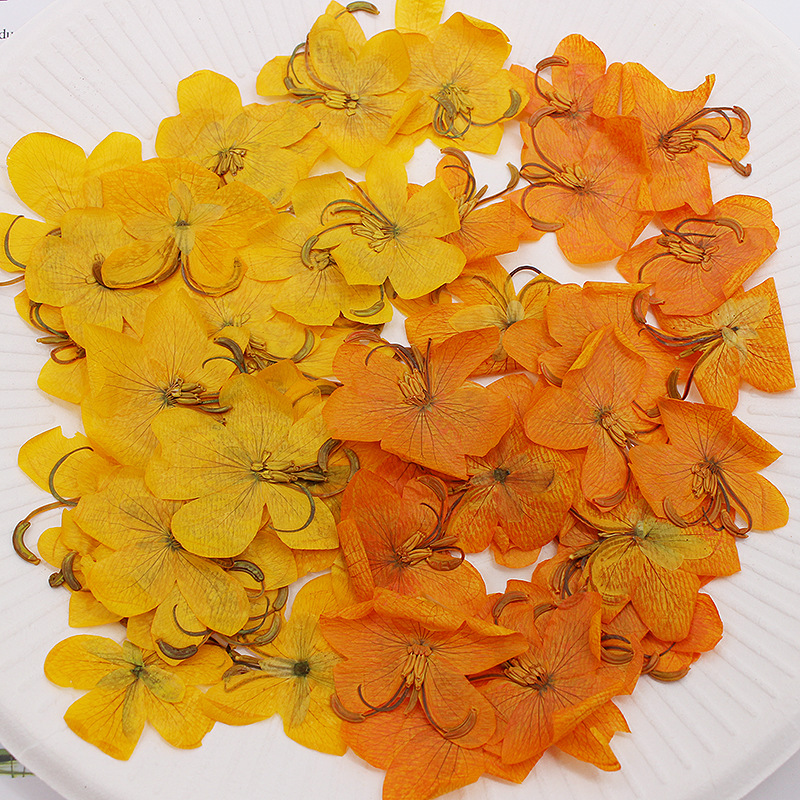 60pcs Dried Pressed Yellow/Ora - огляд і ціна Body Jewelry Display Case