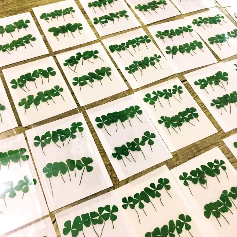 12Pcs Lucky Dried Leaf Clover  - огляд і ціна Body Jewelry Display Case