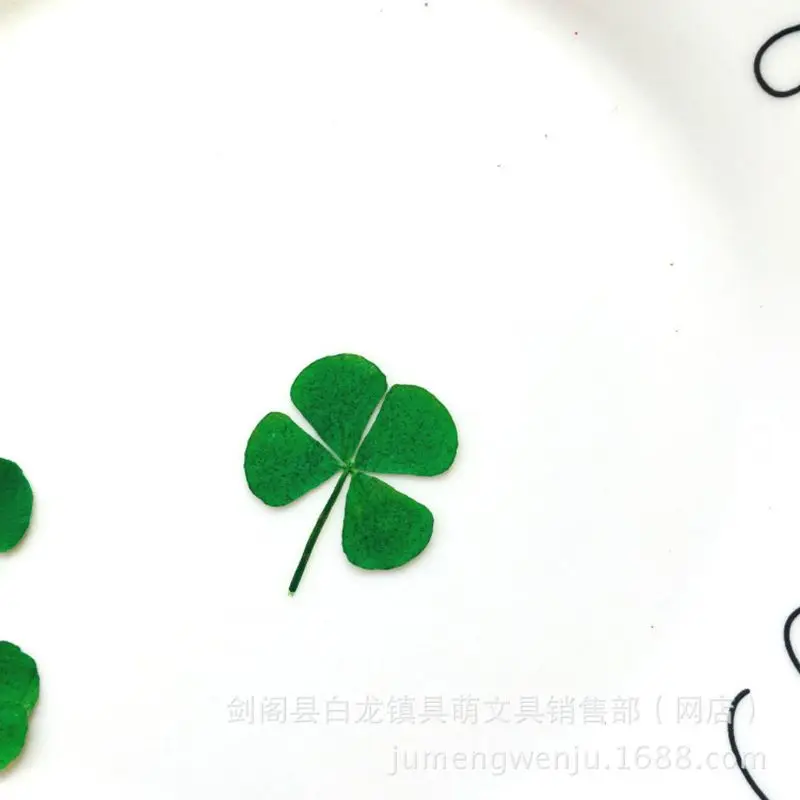 12Pcs Lucky Dried Leaf Clover  - огляд і ціна Body Jewelry Display Case