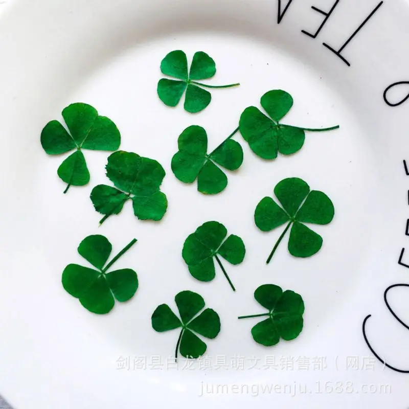 12Pcs Lucky Dried Leaf Clover  - огляд і ціна Body Jewelry Display Case